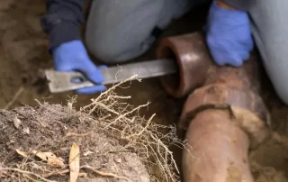 Roots in sewer line